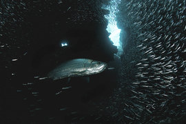 Подводный мир: Не пора ли копнуть глубже?