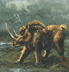 Лохматый носорог