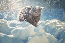 зима, кот, снег