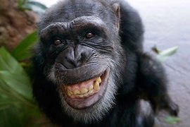 Шимпанзе в габонском зоопарке впервые показали зеркало. ВИДЕО