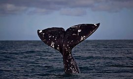 Огромный кит "посетил" роскошный яхт-клуб Буэнос-Айреса