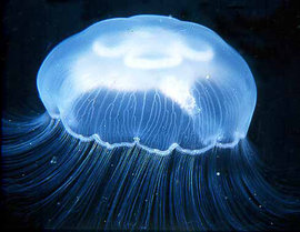 Владивосток под угрозой: море оккупировали ушастые медузы и ноктилюка