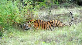 В Приморье найден третий истощенный тигренок