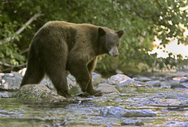 В Красноярском крае медведь залез в палатку к туристам и разорвал девочку и двух женщин 