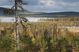 Финляндия, озеро, природа, деревья