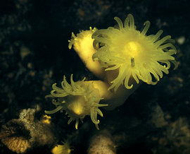 анемоны, кораллы