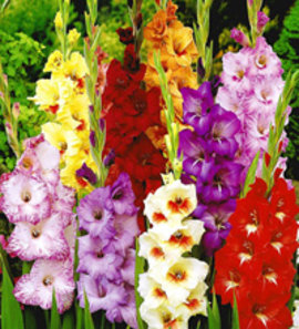 гладиолус, цветы, король цветов