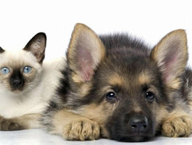 кошка, собака, аквариум, грызуны, домашние животные, рыбки, хомячки