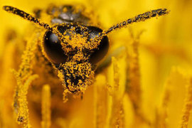 Люди каменного века намазывали бутерброды медом