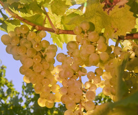 Крымским винам добавят градуса