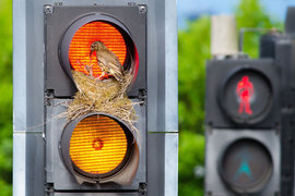 гнездо в светофоре