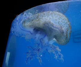 Студенистое нашествие. Медузы атакауют