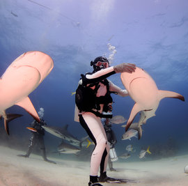 акула, дайвер