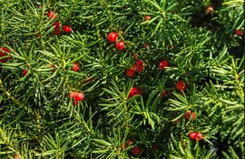 Ученые: дожить до 200 лет не получится