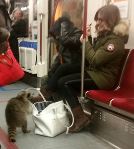 енот, метро