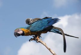 попугай, обезьяна