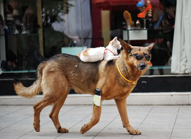 кот, овчарка