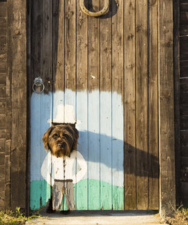 собака, забор