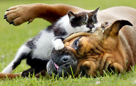 кот, собака