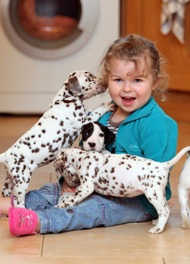 далматинец