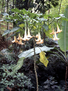 Дурман, Datura, цветы, ядовитые растения