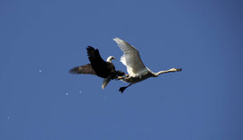 лебедь, орлан