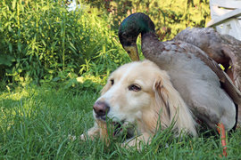 Гусь свинье не товарищ. А утка собаке? 