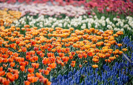 В Оттаве прошел ежегодный фестиваль тюльпанов