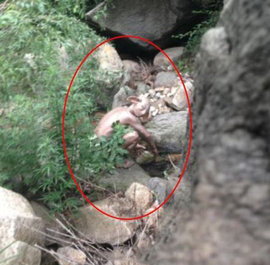 Хуайжоу, Китай, человекообразное существо, гуманоид, монстр, чудовище