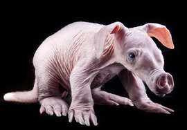 Самые странные животные планеты