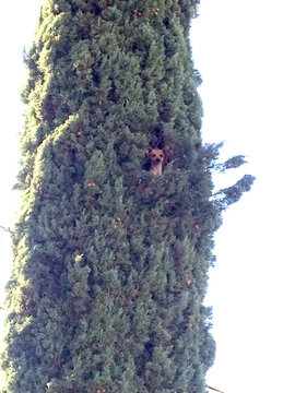 собака, дерево, спасение