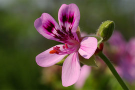 герань, цветы