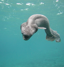 плащеносные акулы