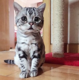 'Плачущая' кошка растрогала Instagram