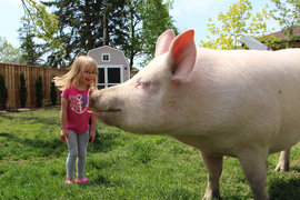 Животные страсти-мордасти: свинья-гигант. ФОТОГАЛЕРЕЯ