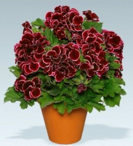 стройность, упругость, кожа, обертывания, избавиться от, лишнего веса, пиллинга, жиросжигающий крем, лимфодренажное, водорослевые, грязевые, травяные, смеси, лечебные обертывания, эпиляции, паровая баня, признаки целлюлита