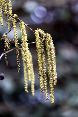 Весна, береза