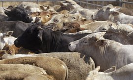 Правительство выделило свыше 7 млрд рублей на животноводство 