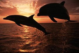 дельфины