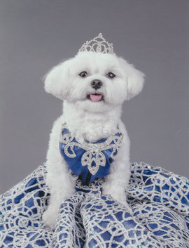 болонка-миллионерша