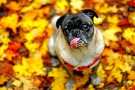  Веселая еда против осенней грусти