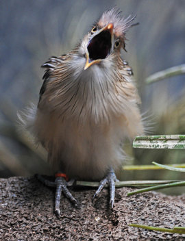 В мире животных: сколько фото, столько характеров