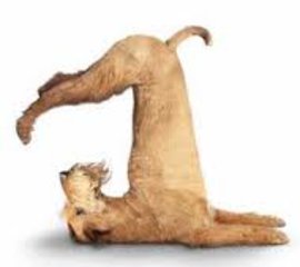 секс, близость, отклонение, половое влечение, патология, мужчина, сатириазис, нимфомания, заболевания, удовлетворенность, репродуктивность, психика, сексуальность