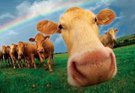 172 коровы, сломя головы, бежали от киевской хунты в Россию