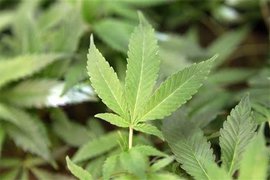 В засушливой Калифорнии не нашли воды для рыбы и лесов, но увеличили урожай марихуаны