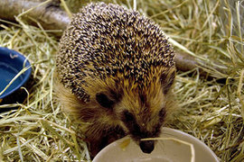 В Эстонии скончался ежик - символ крупнейших военных учений страны