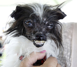 Самые уродливые... Собачникам не смотреть!