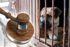 животные, живодеры