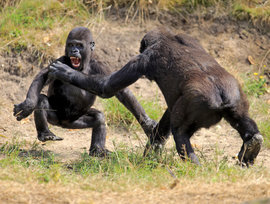 драка, обезьяны