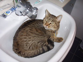 кошка, раковина